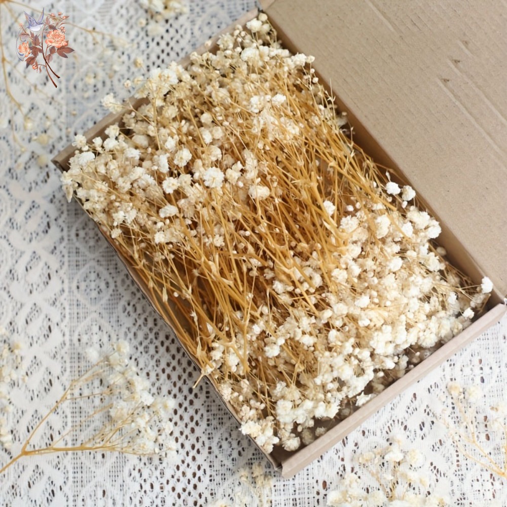 100 Stück Mini Getrocknete Sch – Embellish Craft Bewertung und Preis